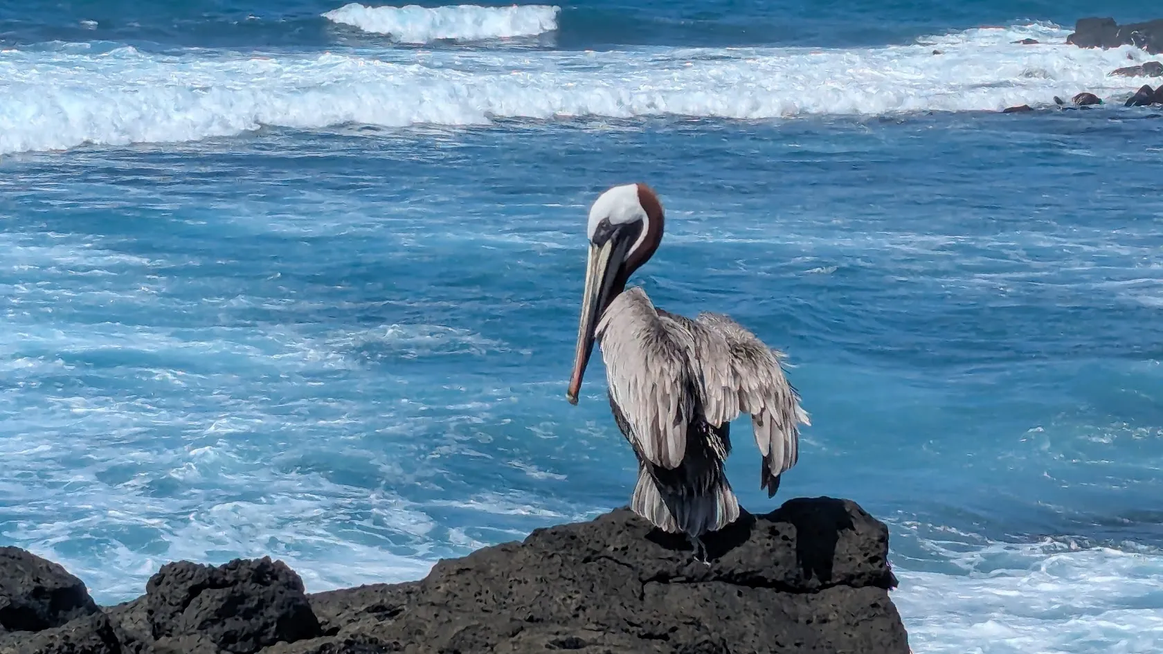 Marine iguanas and Galápagos crabs on volcanic rock during the crew's shore leave