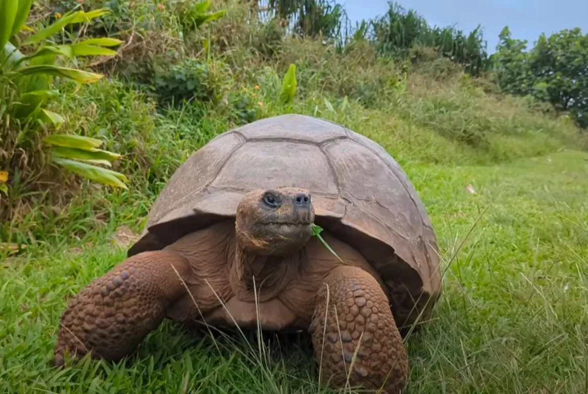 James Rogers and Victoria Hardy planting tau and miro trees on Pitcairn with their father's ashes