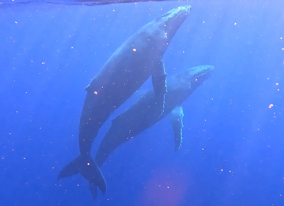 Swimming with whales
