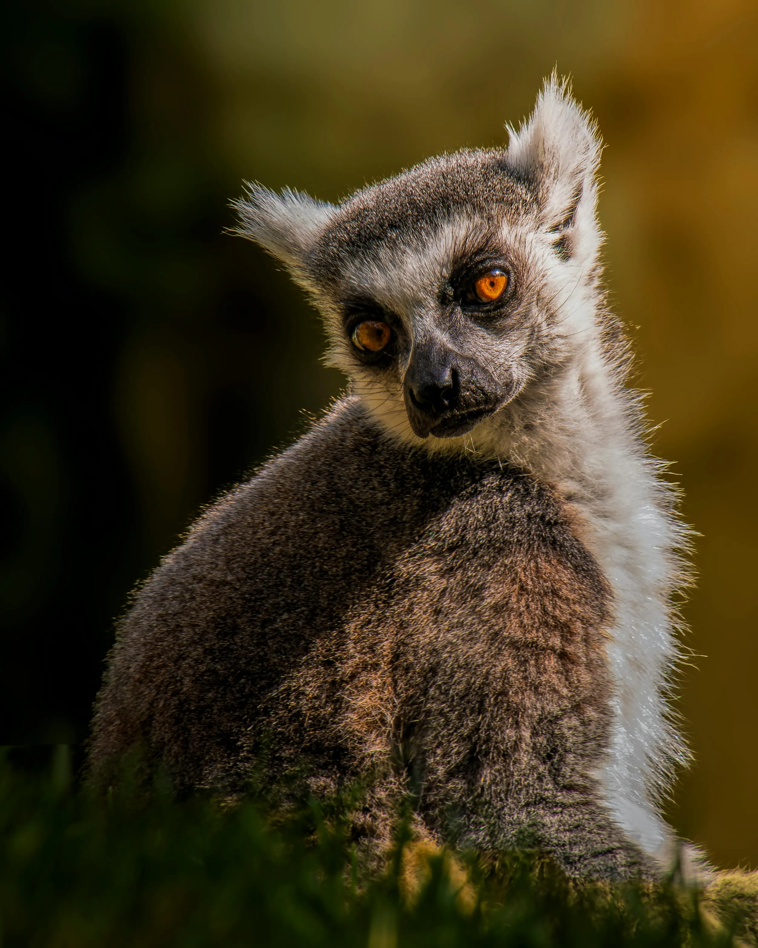Ring-tailed lemur, Madagascar's signature greeting at Nosy Be.