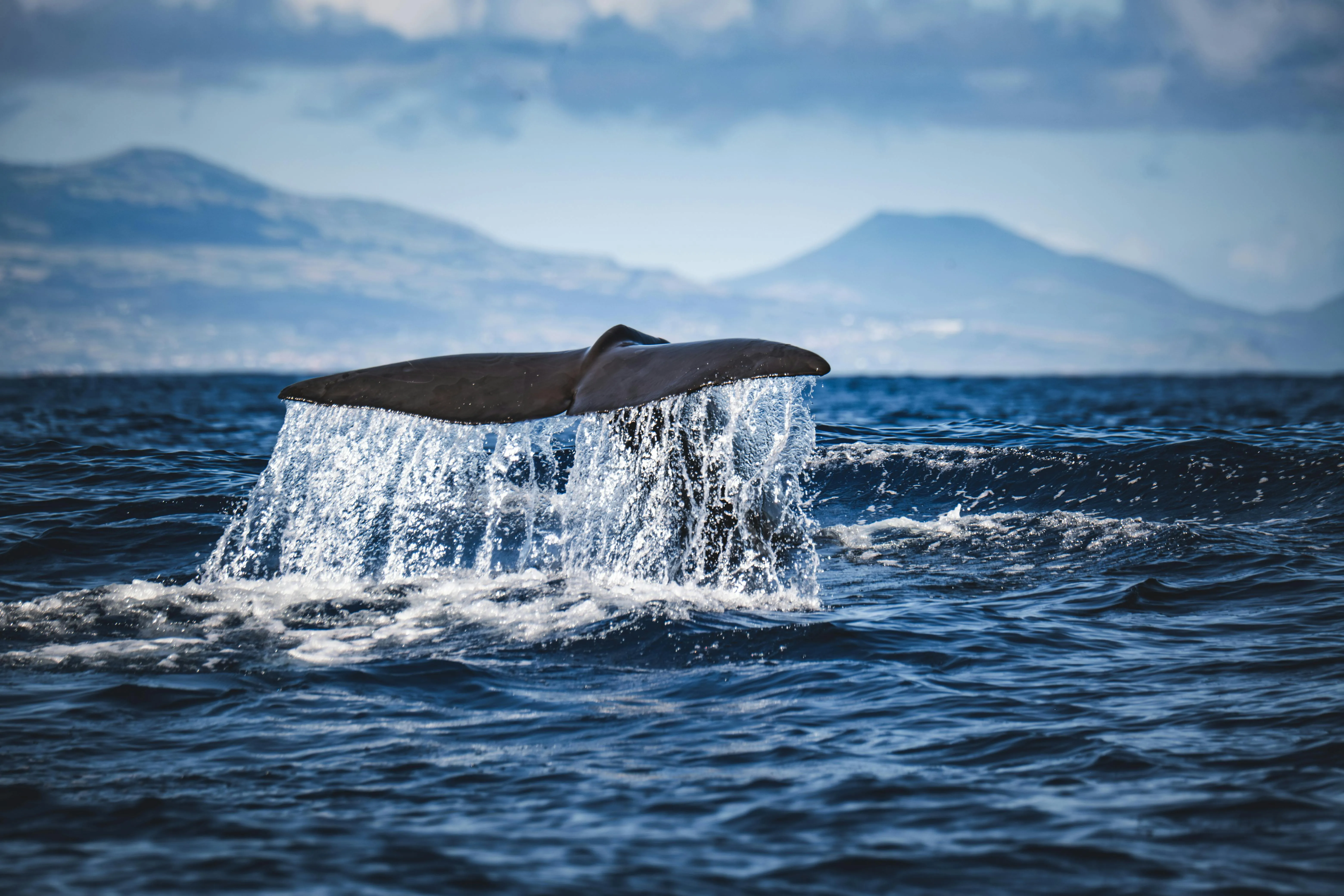 A whale tail breaking the Atlantic, the Azores sit on one of the great whale roads of the ocean.