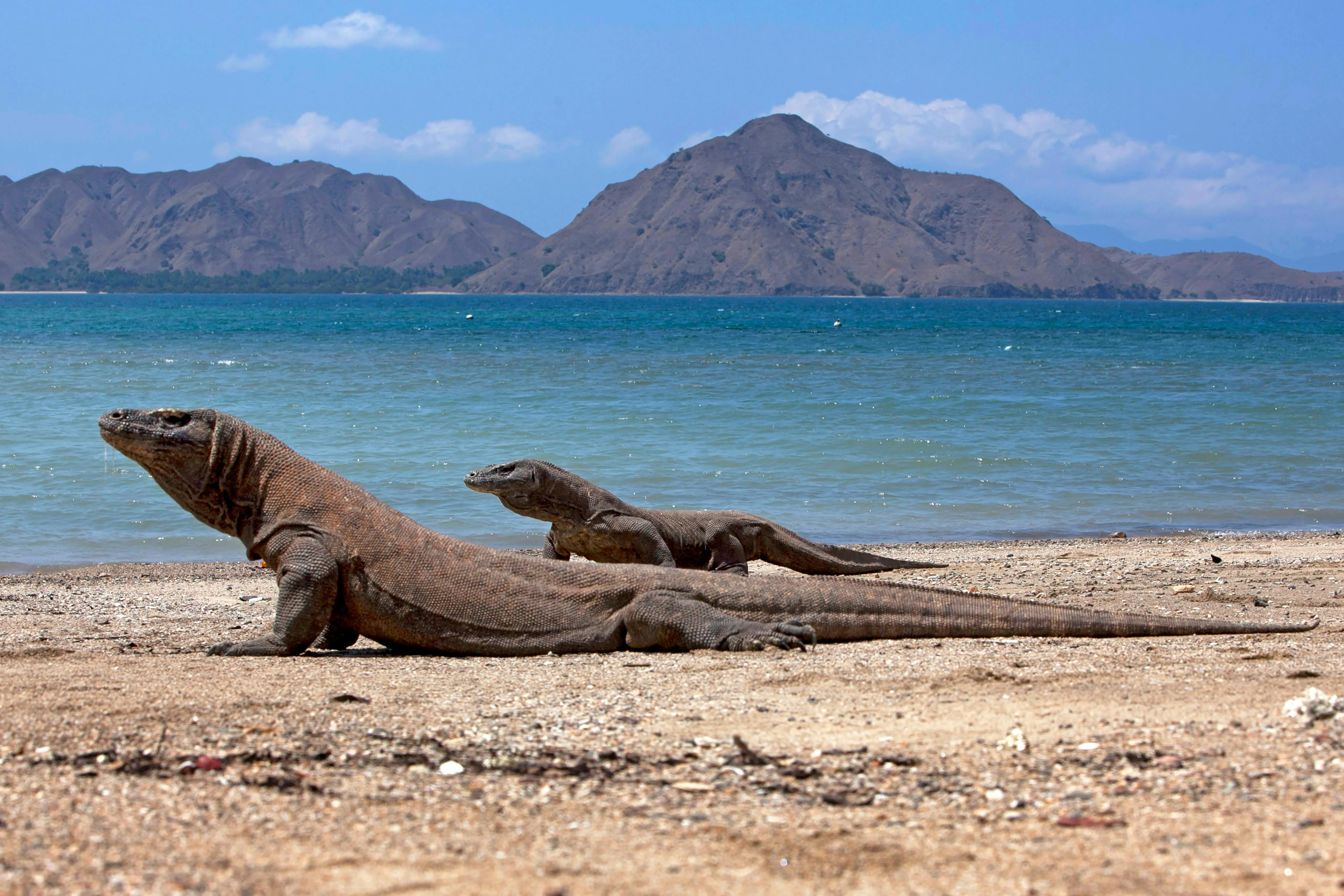 Komodo dragons patrol the beach, the world's largest living lizards, endemic to the park.