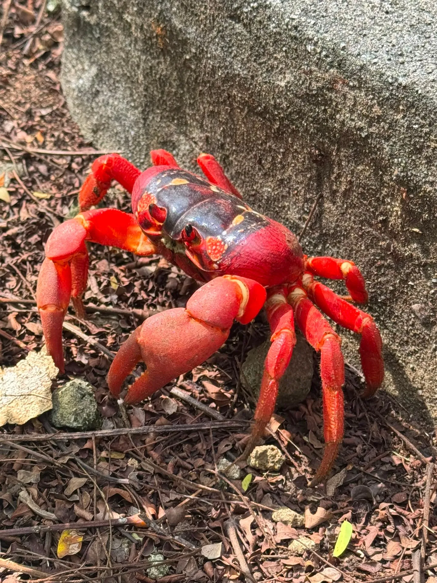 One of Christmas Island's red crabs up close on the forest floor