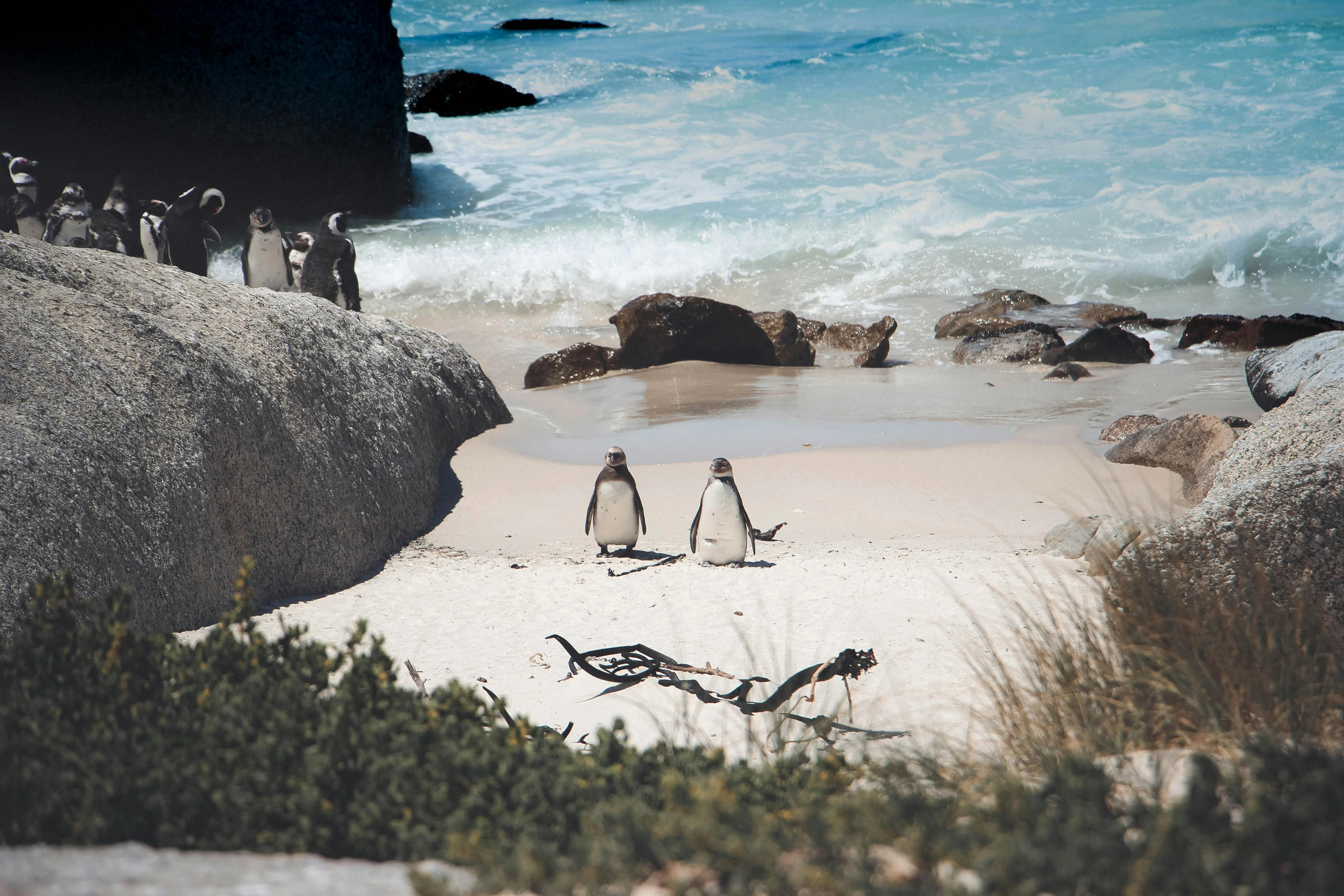 African penguins on the granite sand of Boulders Beach, a short drive down the Cape Peninsula from the harbour.